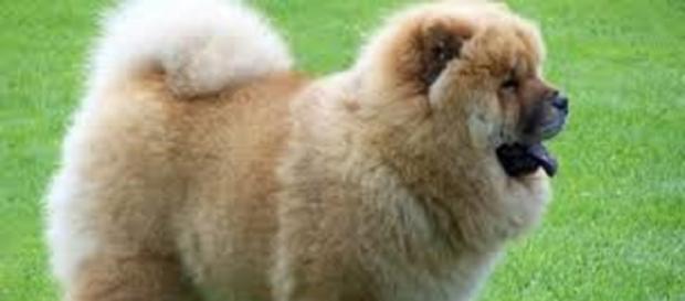 CHOW CHOW AU POIL COULEUR CARAMEL CHOW CHOW AU POIL COULEUR CARAMEL