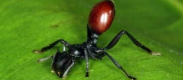 Las larvas de mariposa manipulan a las hormigas Las larvas de mariposa manipulan a las hormigas