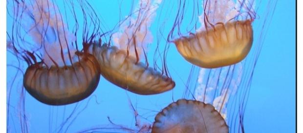 Medusas en el mediterráneo, la más peligrosa Medusas en el mediterráneo, la más peligrosa