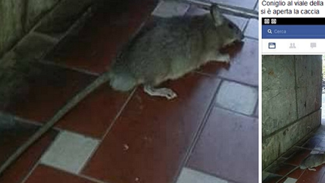 Caltanissetta, ratto visto in viale della Regione