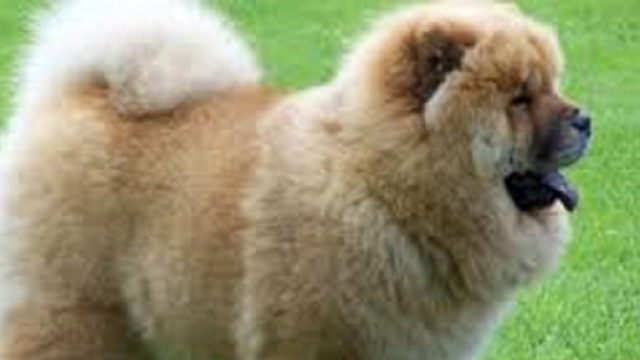CHOW CHOW AU POIL COULEUR CARAMEL