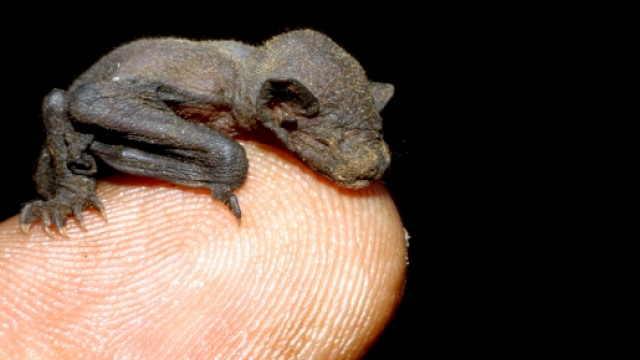 Il pipistrello pu&ograve; aiutarci contro le zanzare