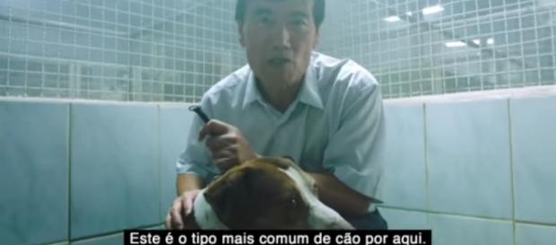 Ampara Animal/DM9 (Divulgação). Ampara Animal/DM9 (Divulgação).