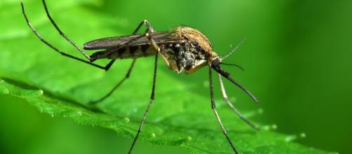 I tre rimedi da creare contro le zanzare
