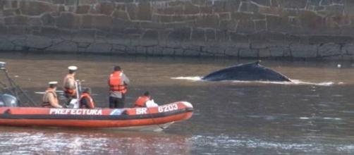 Prefectura guió a la ballena al Río de la Plata