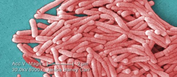 Legionella pneumophila-bacteria ce provoacă boala Legionella pneumophila-bacteria ce provoacă boala