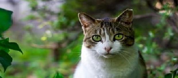 Los gatos influyen bien en niños con autismo Los gatos influyen bien en niños con autismo