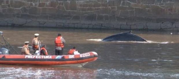 Prefectura guió a la ballena al Río de la Plata Prefectura guió a la ballena al Río de la Plata