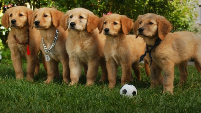 Il primo cimitero per animali aprirà a Milano