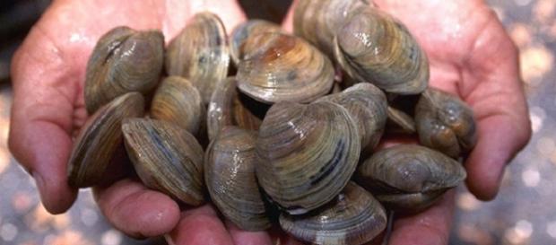 A apanha de bivalves pode ser prejudicial. A apanha de bivalves pode ser prejudicial.