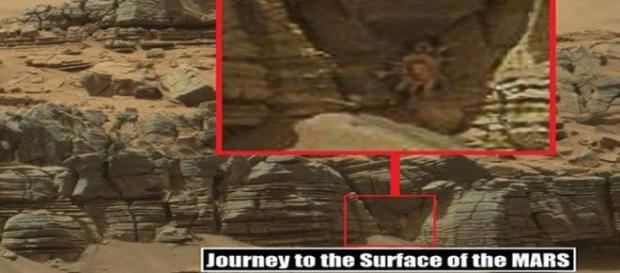 Granchio 'alieno' fotografato su Marte Granchio 'alieno' fotografato su Marte
