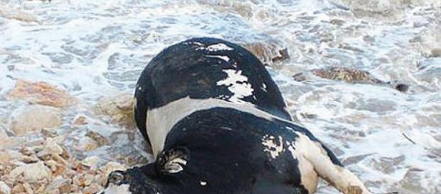 Mucca affetta dal morbo della Mucca Pazza Mucca affetta dal morbo della Mucca Pazza