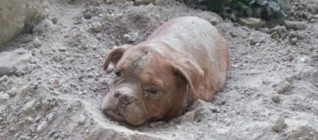 O cão foi enterrado vivo alegadamente pelo dono. O cão foi enterrado vivo alegadamente pelo dono.