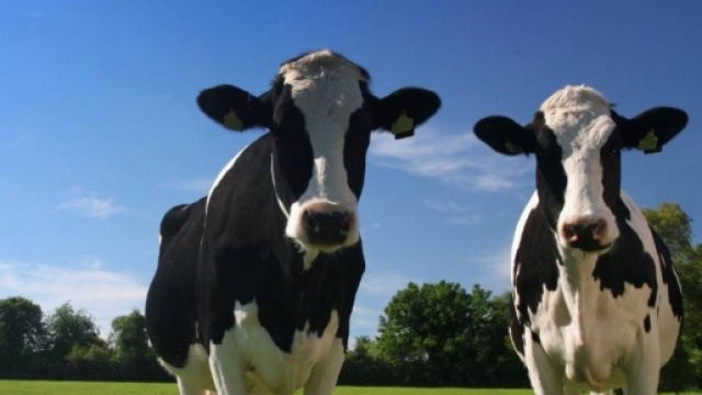 Il morbo della mucca pazza ritorna a fare paura