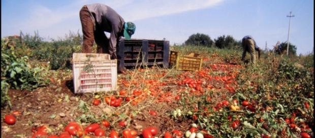 Vittime dello sfruttamento sul lavoro in Puglia Vittime dello sfruttamento sul lavoro in Puglia