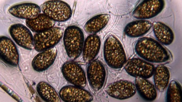 Alghe tossiche nei nostri mari sempre pi&ugrave; caldi