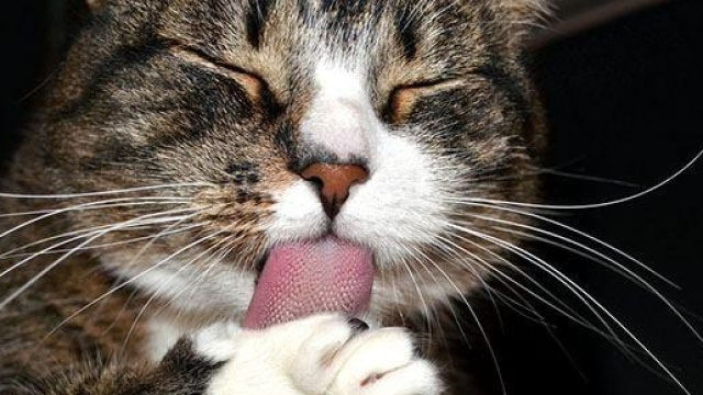 Baffi degli animali indispensabili per orientarsi