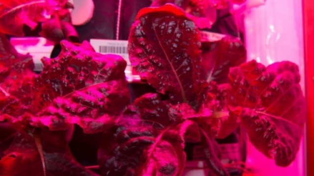 Lattuga romana coltivata nello spazio (foto NASA)