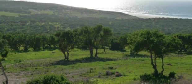 El árbol de argán, o Argania Spinosa El árbol de argán, o Argania Spinosa