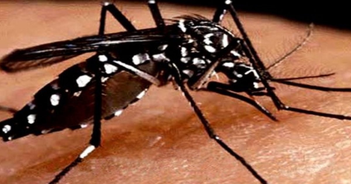 Dengue: conosciamo meglio questa malattia