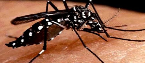 Zanzara Aedes, vettore del virus Dengue