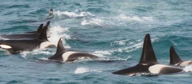 En 2006 una ballena se presentó en Londres En 2006 una ballena se presentó en Londres