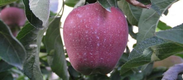 Manzana cubierta de pesticida lista para cosechar. Manzana cubierta de pesticida lista para cosechar.