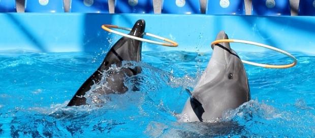 Son más que un circo en el agua Son más que un circo en el agua