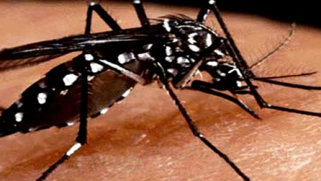 Zanzara Aedes, vettore del virus Dengue