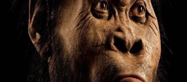 Homo Naledi, nuova specie umana Homo Naledi, nuova specie umana