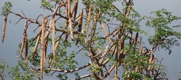 O fruto da moringa oleifera, a árvore milagrosa O fruto da moringa oleifera, a árvore milagrosa