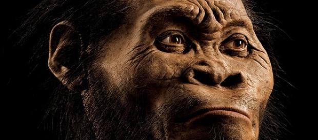 Ricostruzione dell'Homo Naledi Ricostruzione dell'Homo Naledi