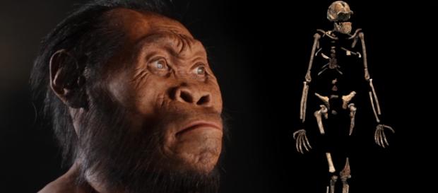 Ecco l'Homo Naledi, il nostro più vicino antenato Ecco l'Homo Naledi, il nostro più vicino antenato