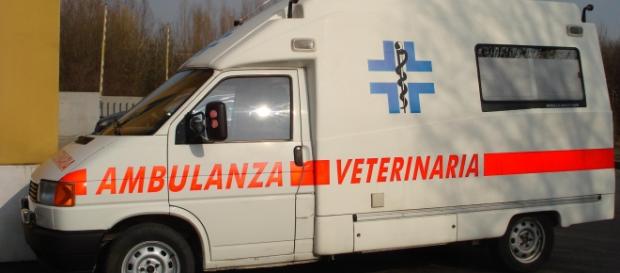 Pistoia: nasce l’ambulanza veterinaria. Pistoia: nasce l’ambulanza veterinaria.
