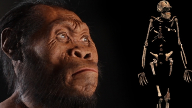 Ecco l'Homo Naledi, il nostro più vicino antenato