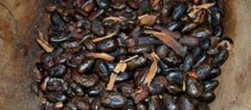 Dai semi di cacao l'elisir di lunga vita