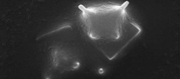 Immagine dell'organismo extraterrestre Immagine dell'organismo extraterrestre