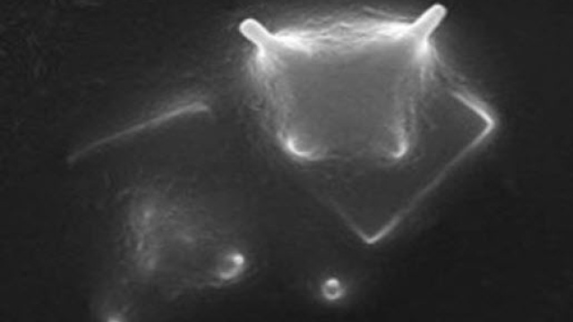 Immagine dell'organismo extraterrestre