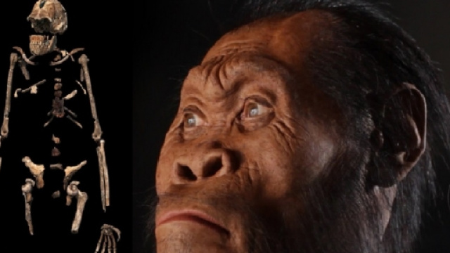 Struttura ossea e viso dell'Homo Naledi