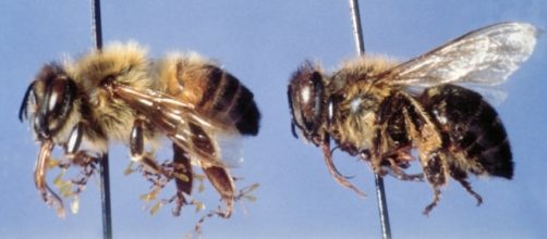 Invasión de abejas africanizadas asesinas