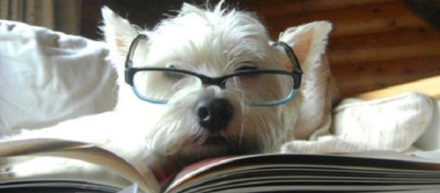 Dogalize: i cani diventano ‘professori’ Dogalize: i cani diventano ‘professori’
