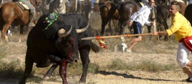 Fiesta del Toro de la Vega, Tordesillas Fiesta del Toro de la Vega, Tordesillas