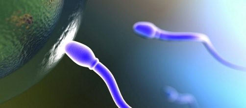 Spermatozoi in provetta contro la sterilità?