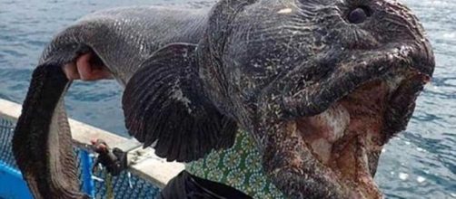 Il pesce lupo di due metri pescato a Fukushima
