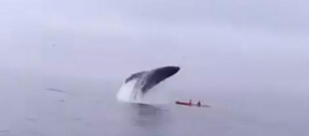 Ballena jorobada cae sobre un kayak con 2 turistas Ballena jorobada cae sobre un kayak con 2 turistas
