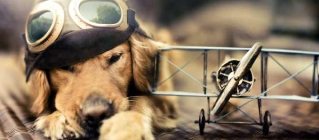 Dogalize: Atterraggio per salvare un cane Dogalize: Atterraggio per salvare un cane