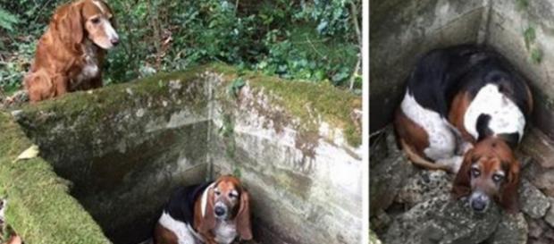 Tillie având grijă de prietena sa Phoebe din bazin Tillie având grijă de prietena sa Phoebe din bazin