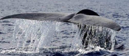 La balena blu è il più grande animale della terra