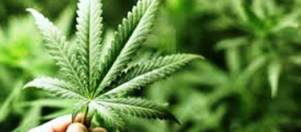 Marihuana a polskie prawo. Kiedy legalizacja? Marihuana a polskie prawo. Kiedy legalizacja?