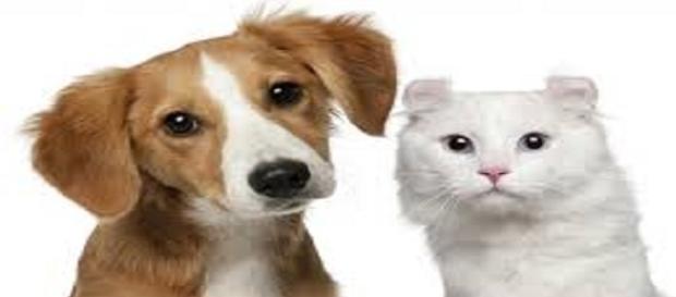 PET um negócio cada vez mais lucrativo PET um negócio cada vez mais lucrativo